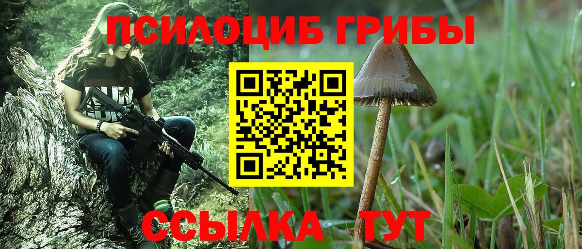 Галлюциногенные грибы Psilocybine cubensis Камышин